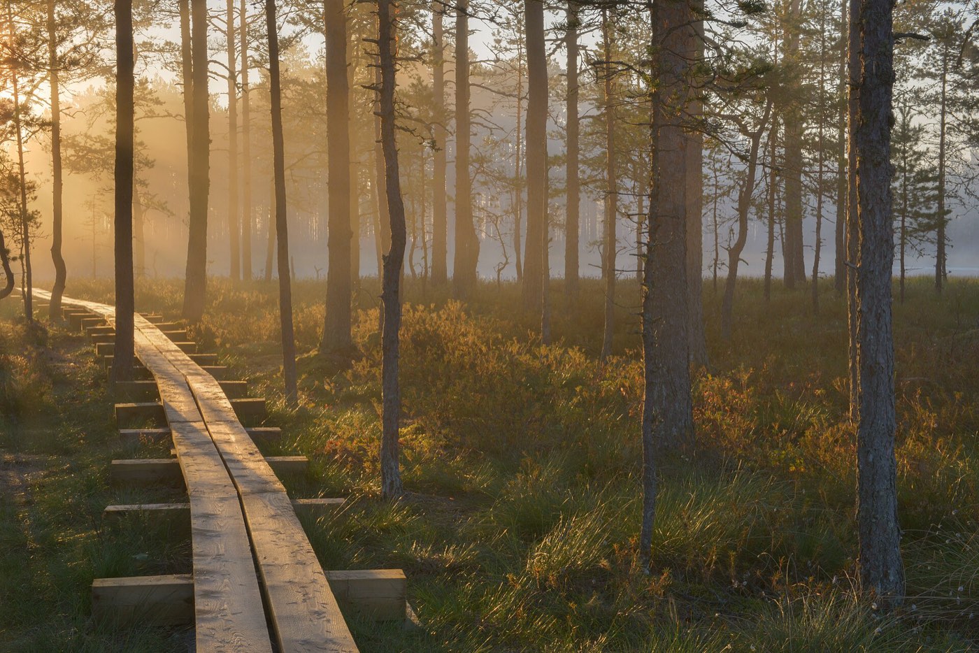 Morning light over Viru bog, Estonia