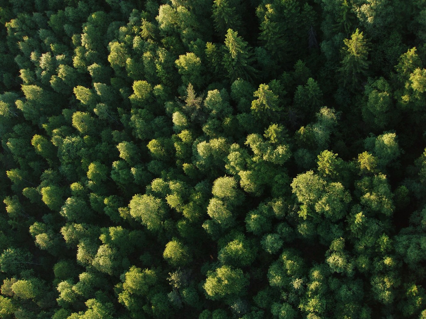 Estonian forest seen from above